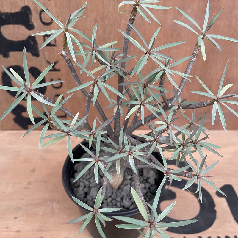 No.001 ユーフォルビア バルサミフェラ / Euphorbia Balsamifera