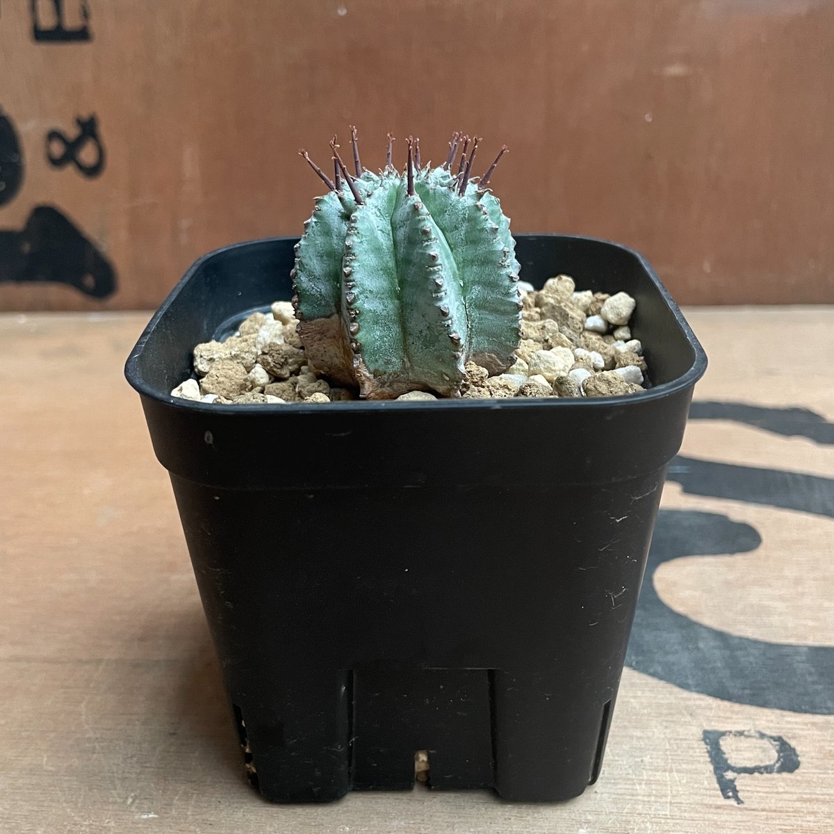 No.004 ユーフォルビア ホリダ / Euphorbia Horrida 