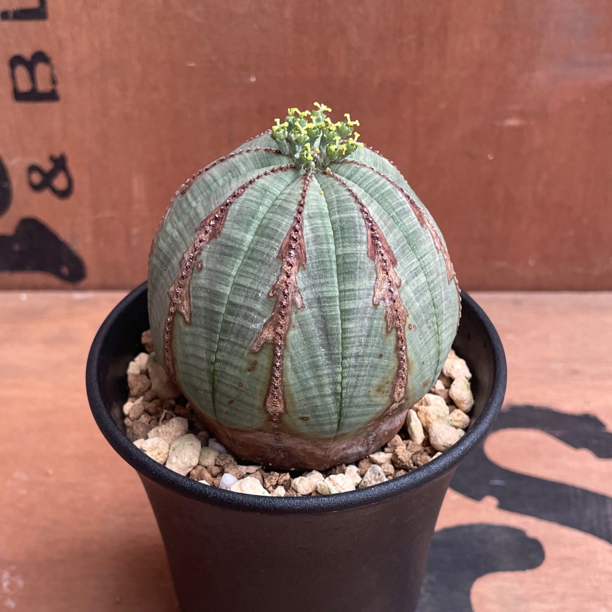 ユーフォルビア　オベサ No.048 ユーフォルビア オベサ / Euphorbia Obesa Φ7.5 x 6.5
