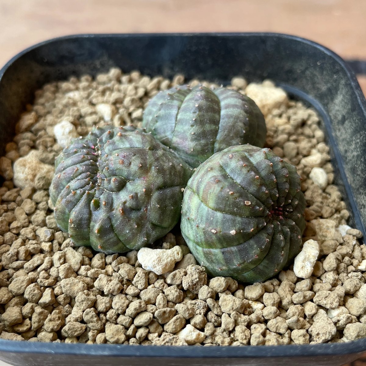 No.057 ユーフォルビア オベサ / Euphorbia Obesa 分頭モンスト 綴化