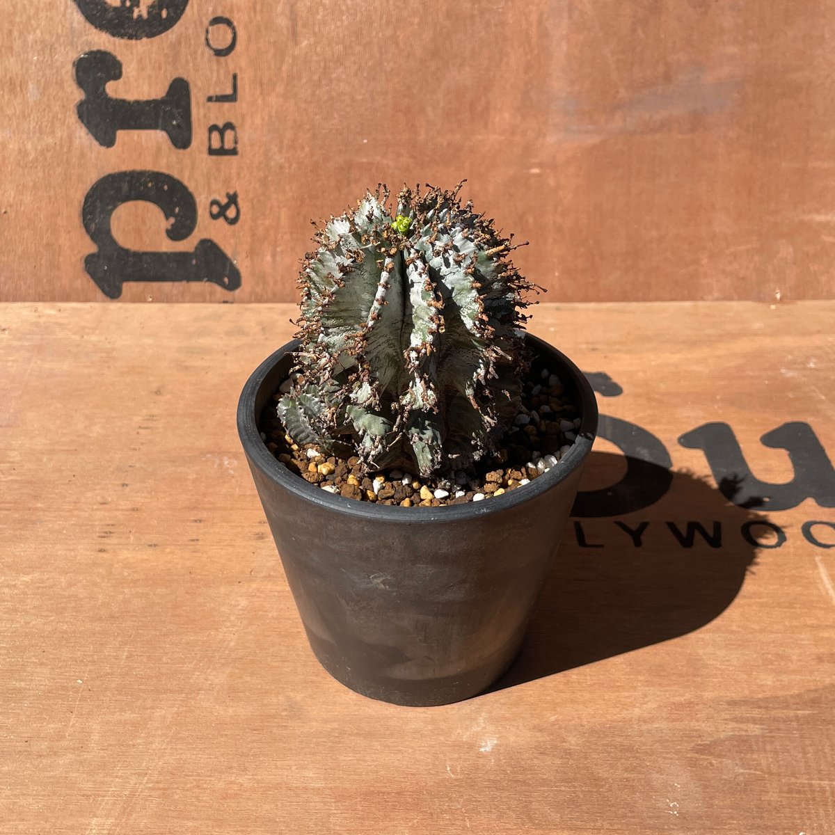 No.003 ユーフォルビア ホリダ♀ / Euphorbia Horrida No.003 ユーフォルビア ホリダ♀ / Euphorbia Horrida