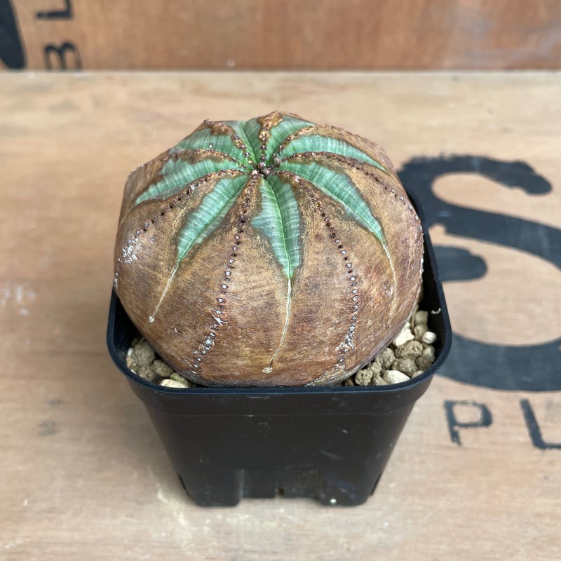 No.063 ユーフォルビア オベサ / Euphorbia Obesa 木質化 φ7.5 x