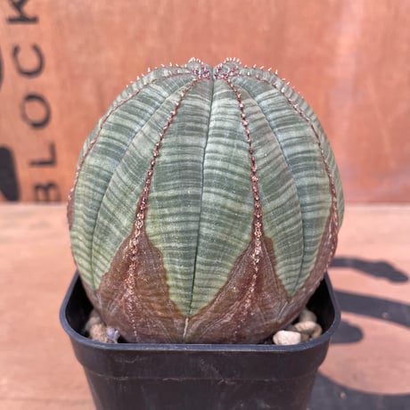 モンスト | STORES