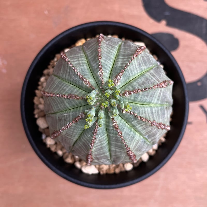 No.041 ユーフォルビア オベサ / Euphorbia Obesa Φ7 x 6.5cm