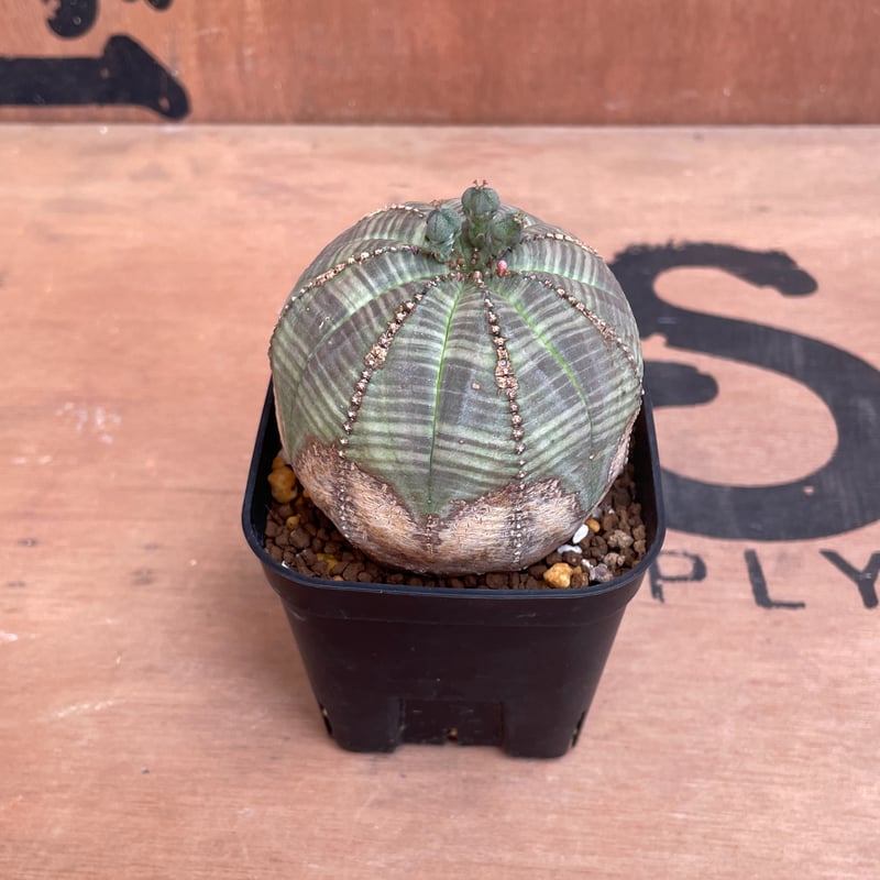 No.009 ユーフォルビア オベサ / Euphorbia Obesa 木質化