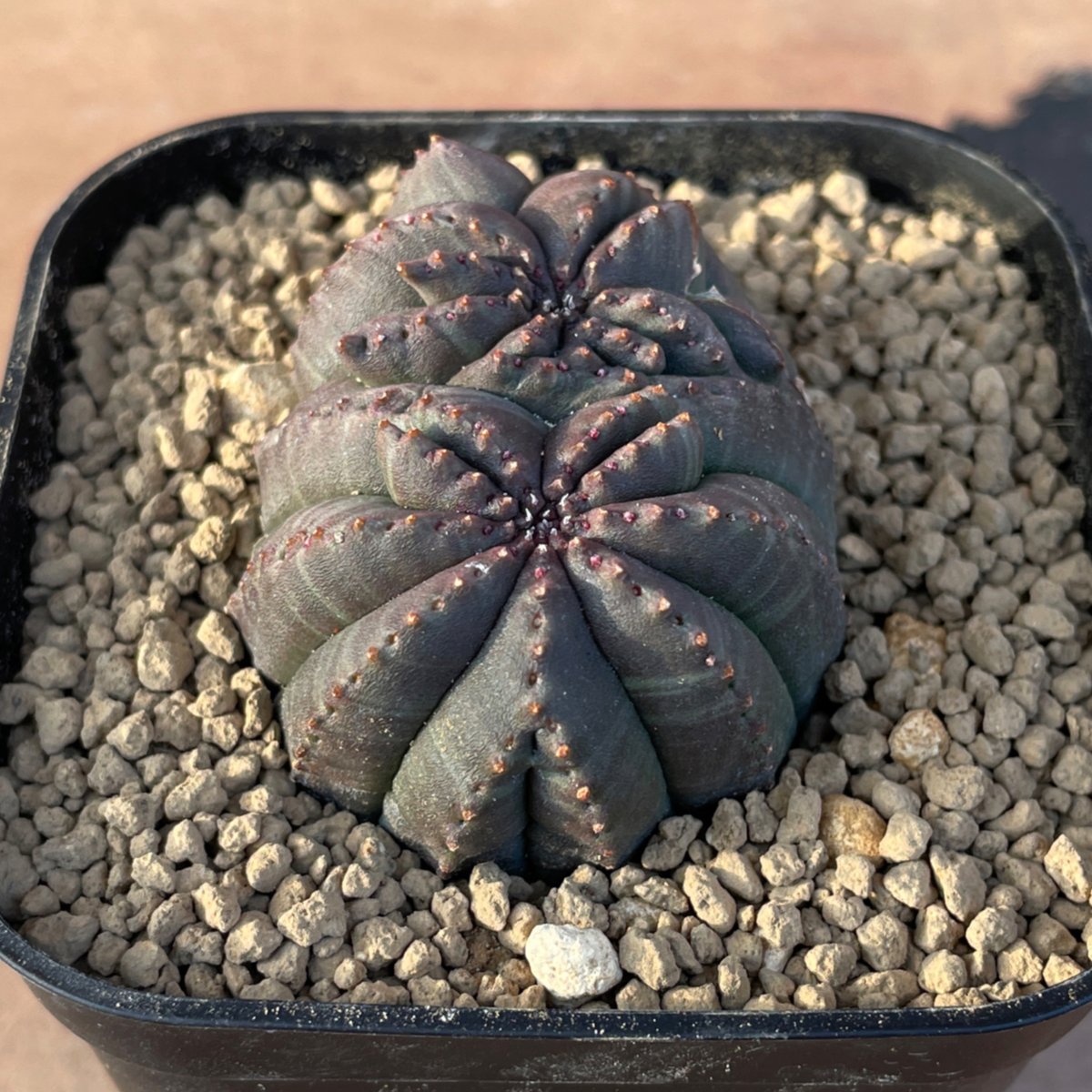 s*3様 ユーフォルビア オベサ 綴化 実生モンスト 8cm超え大株 obesa No.056 ユーフォルビア オベサ / Euphorbia Obesa モンスト 綴化 5