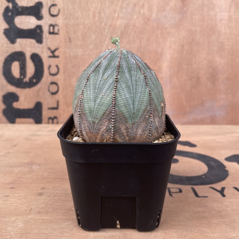 M.KAZU　ユーフォルビア　オベサ　大株　美形 大株 約7cm 美模様 まん丸 扁平 オベサ / 良型 木質化