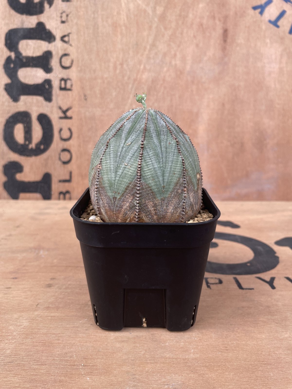 No.015 ユーフォルビア オベサ / Euphorbia Obesa 木質化 美形 中株 ...