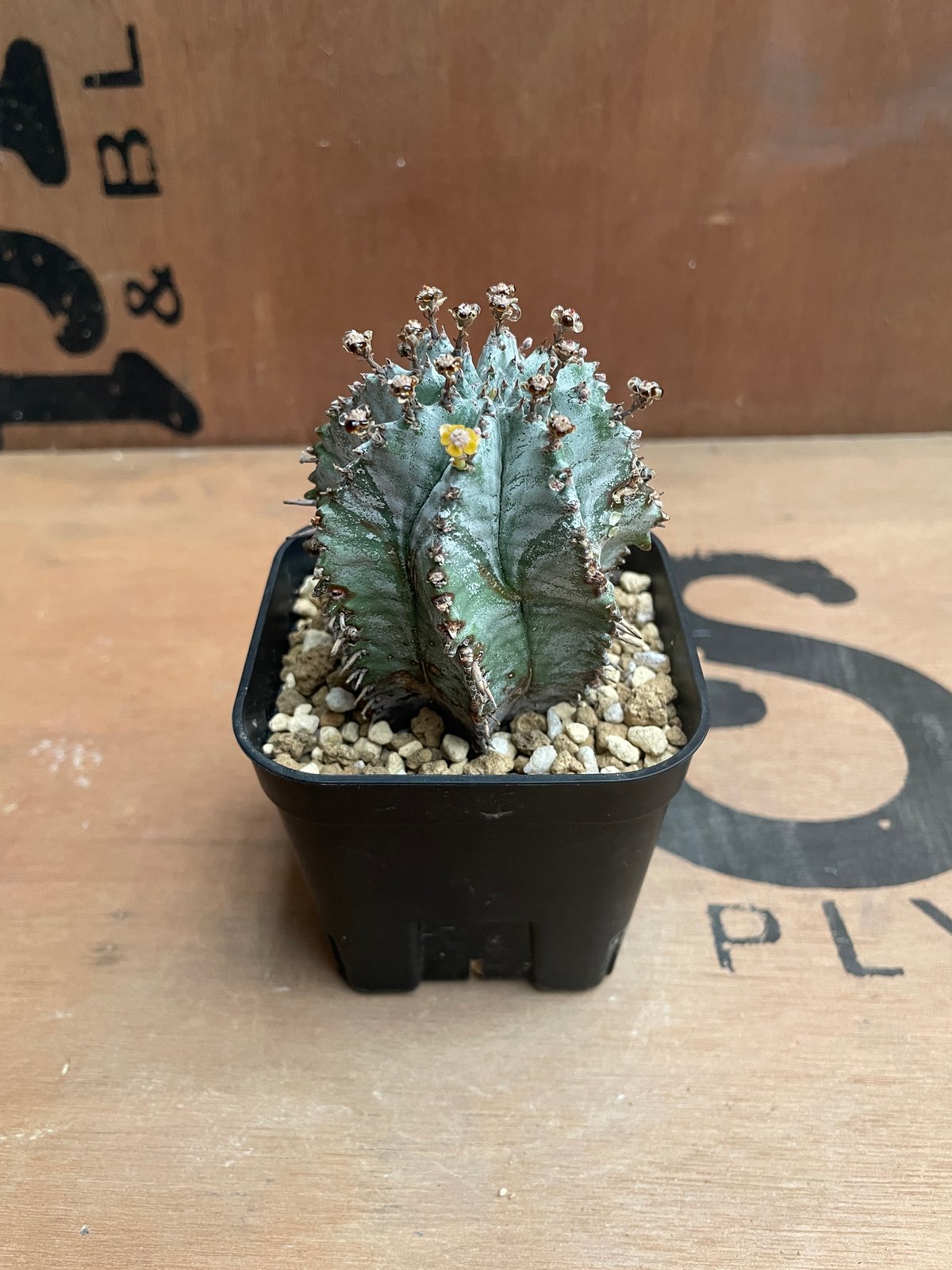 No.012 ユーフォルビア ホリダ / Euphorbia Horrida No.012 ユーフォルビア ホリダ / Euphorbia Horrida