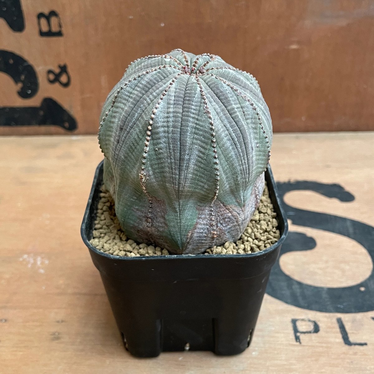ユーフォルビア　オベサ　イタリア産　3点セットEuphorbia obesa No.052 ユーフォルビア オベサ / Euphorbia Obesa 木質化 変形