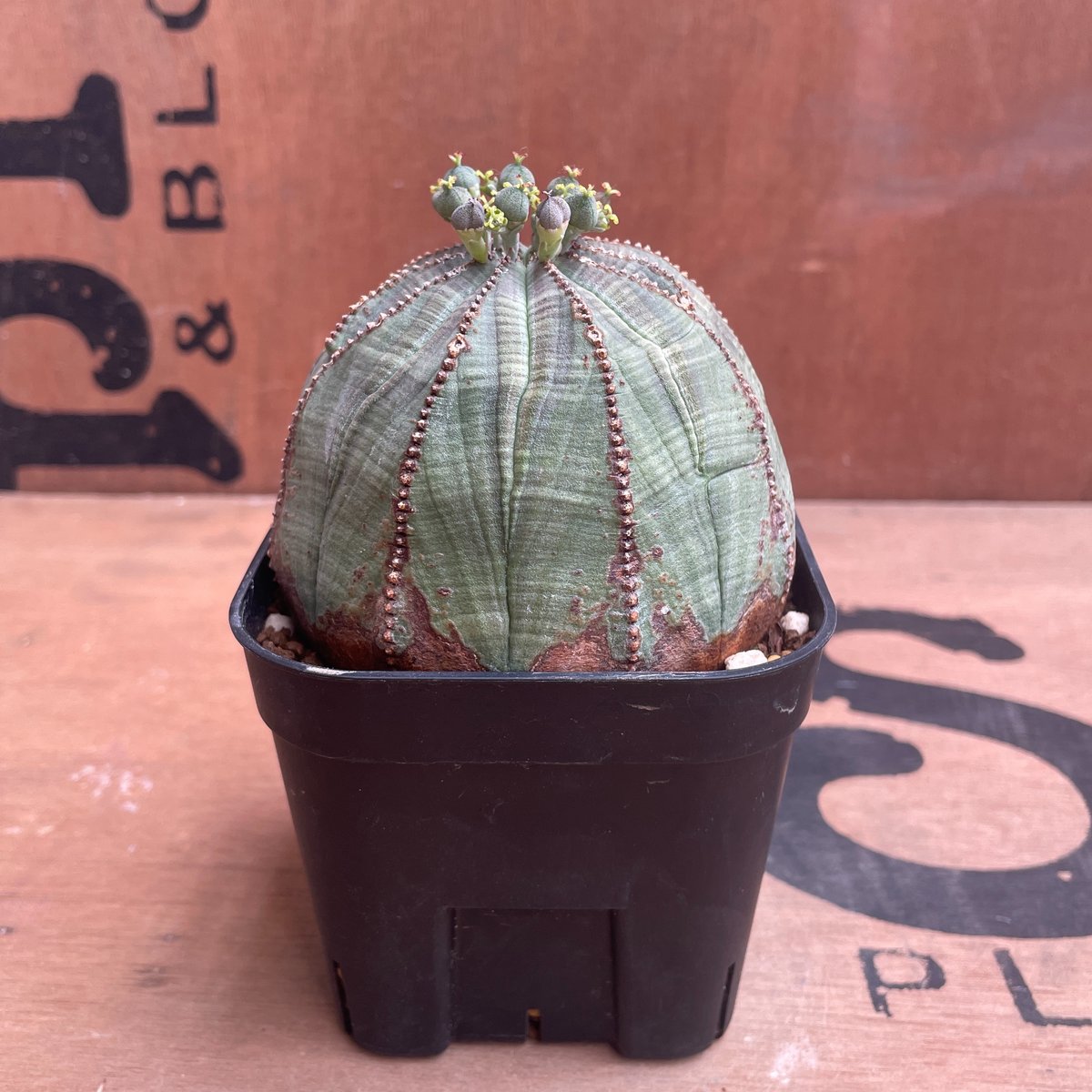 No.039 ユーフォルビア オベサ / Euphorbia Obesa まん丸 大株 Φ8