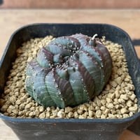 No.061 ユーフォルビア オベサ / Euphorbia Obesa モンスト 綴化 5.