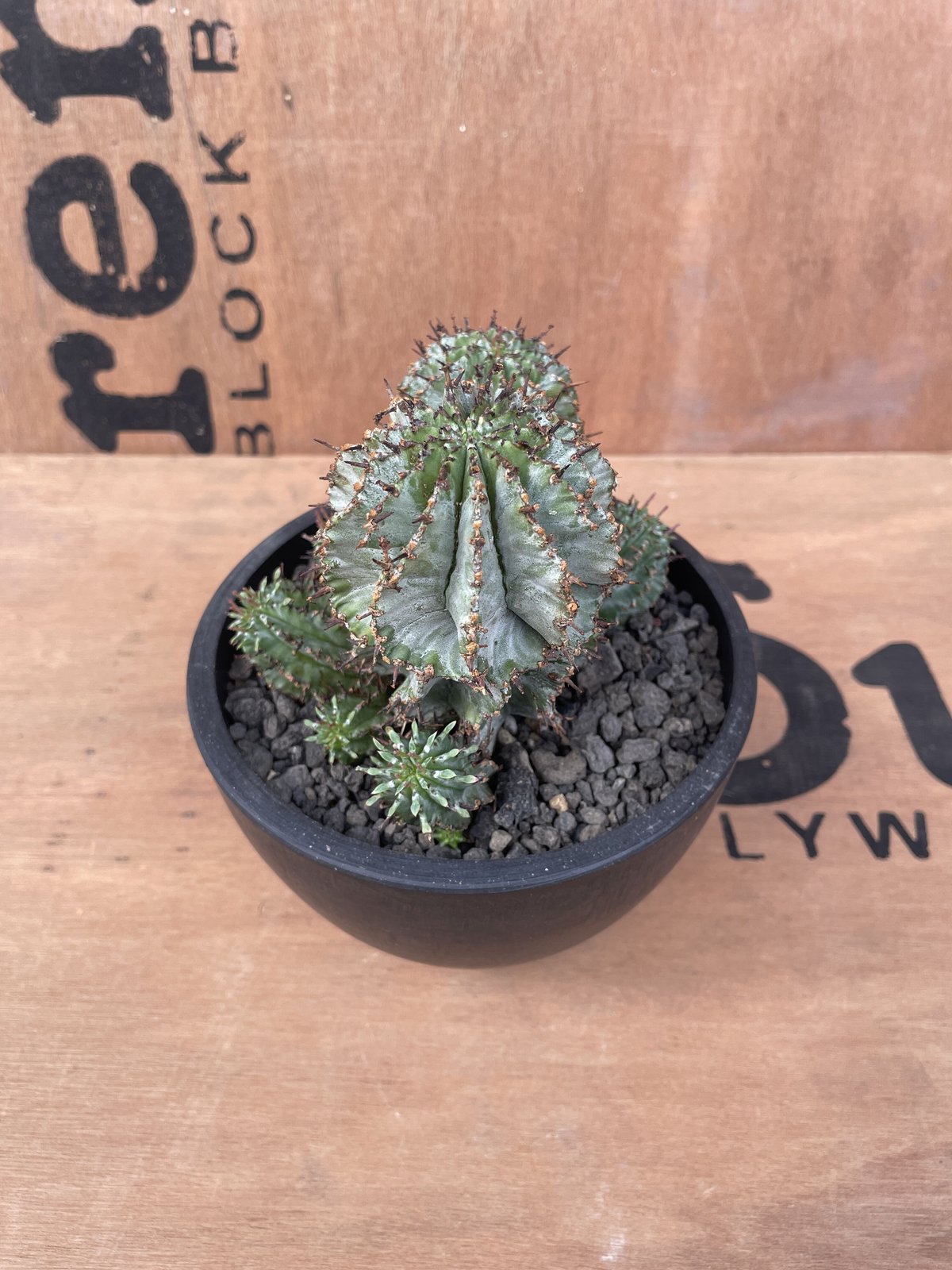 No.022 ユーフォルビア ホリダ / Euphorbia Horrida 群生株 Φ13 No.022 ユーフォルビア ホリダ / Euphorbia Horrida 群生株 Φ13