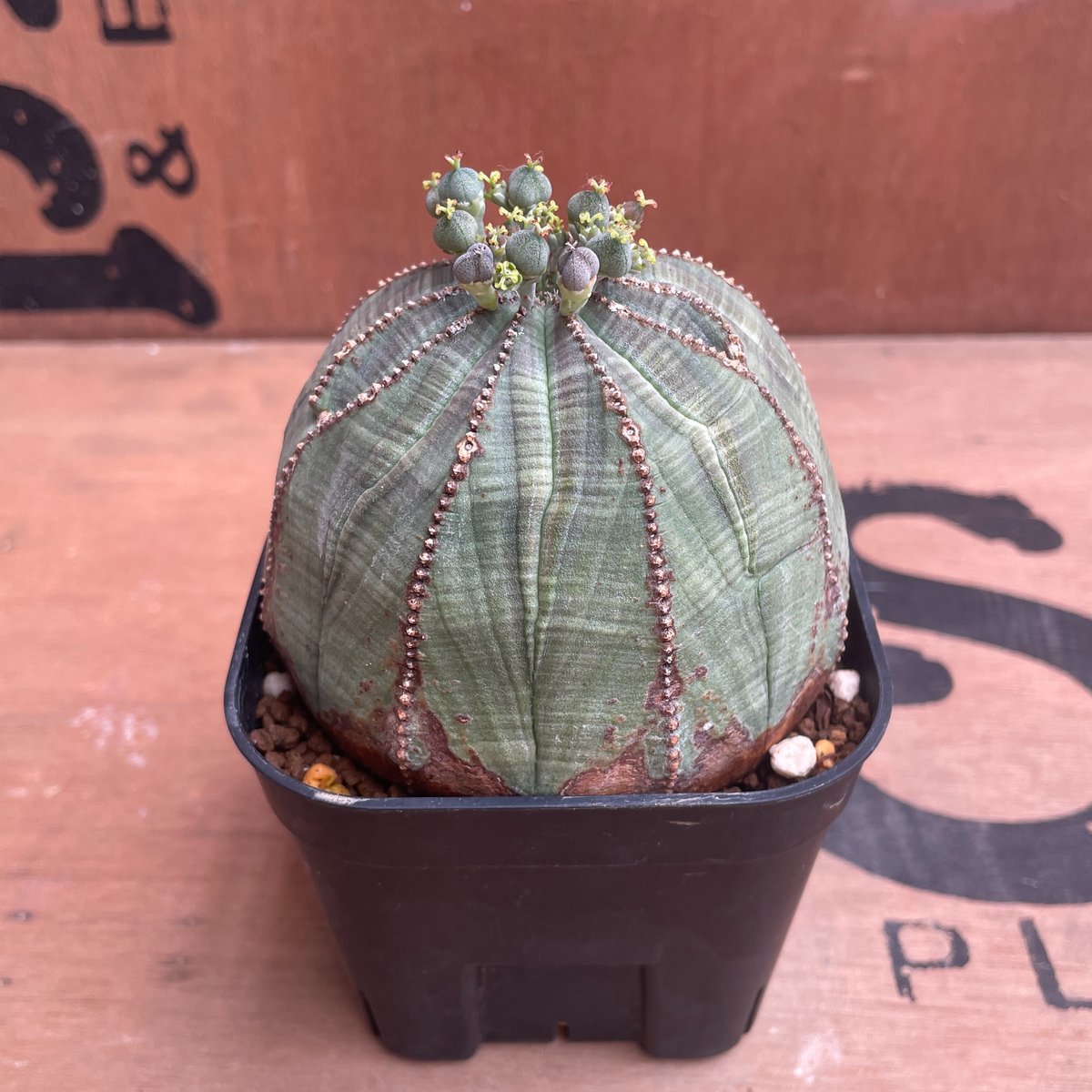 No.039 ユーフォルビア オベサ / Euphorbia Obesa まん丸 大株 Φ8