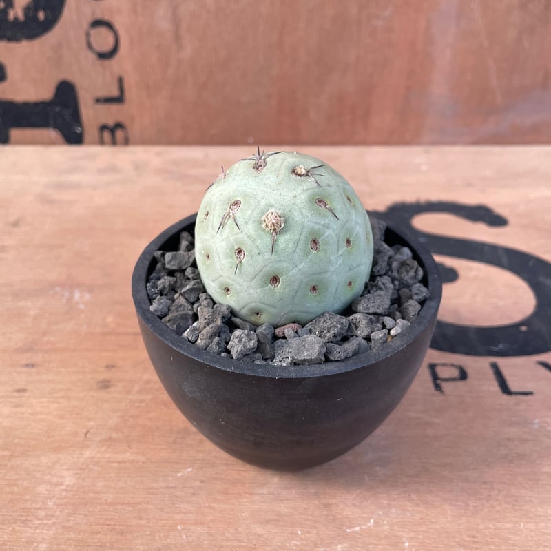 No.001 テフロカクタス ゲオメトリクス / Tephrocactus geometric
