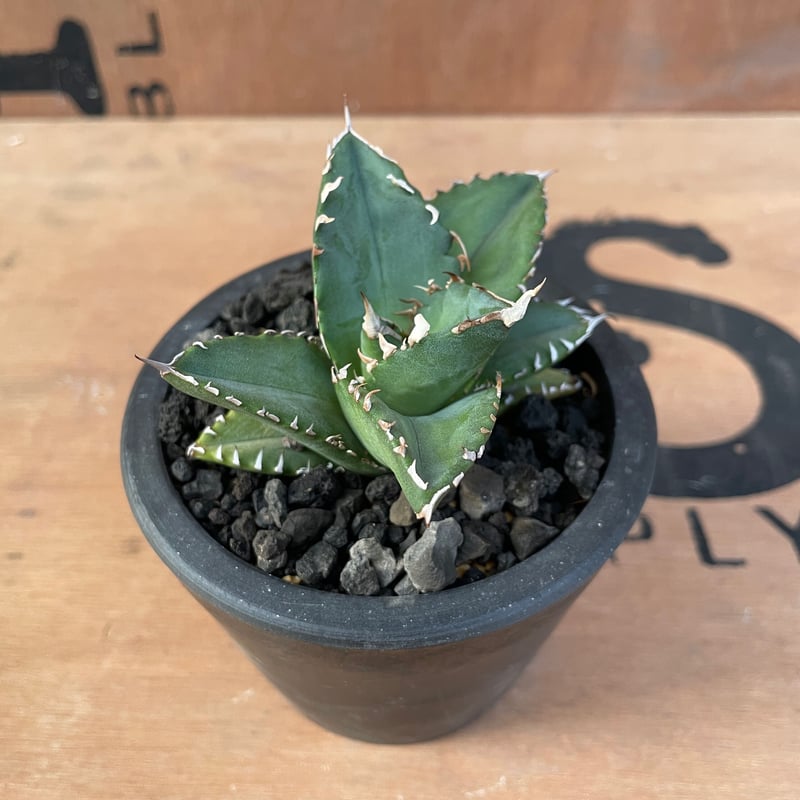 No.003 アガベ チタノタ “狂刺夕映” / Agave Titanota “狂刺夕映”