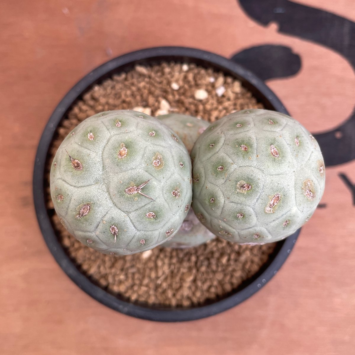 No.004 テフロカクタス ゲオメトリクス / Tephrocactus geometric