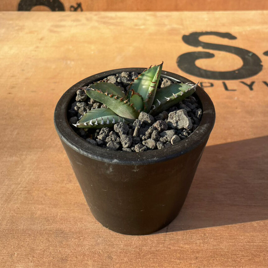 No.001 アガベ チタノタ “狂刺夕映” / Agave Titanota “狂刺夕映