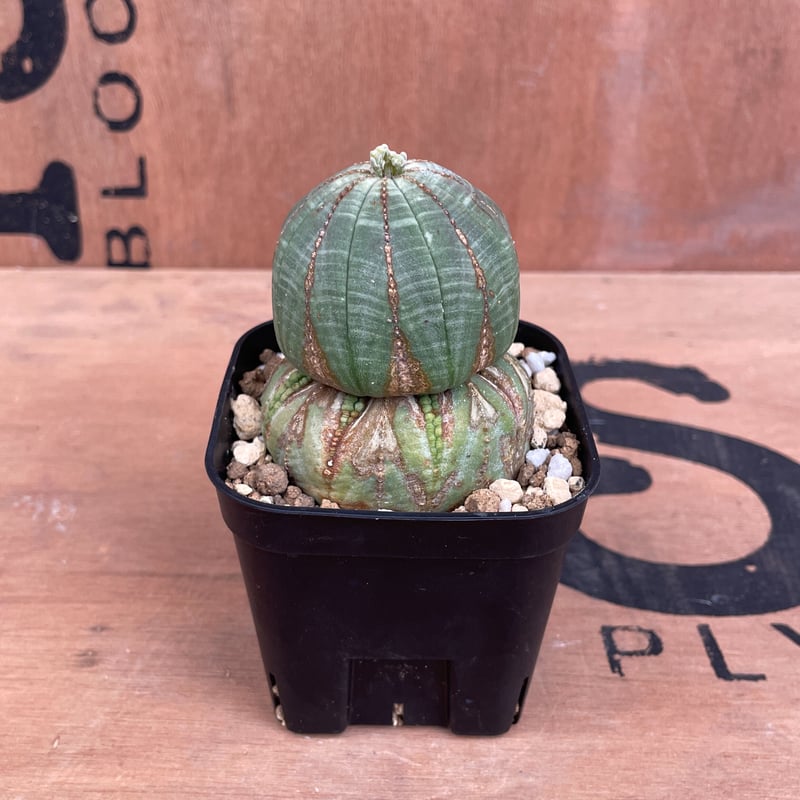 超希少 綴化 ユーフォルビア オベサ Euphorbia obesa 良形 選抜 超希少 綴化 ユーフォルビア オベサ Euphorbia obesa 良形 選抜