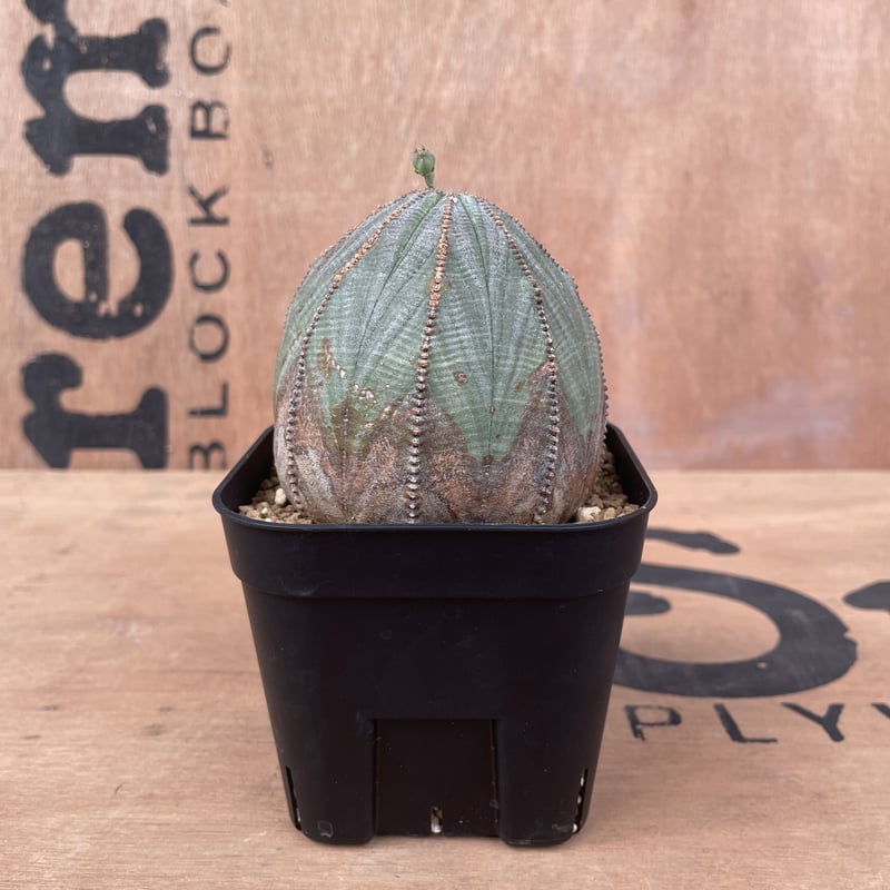 【美株】ユーフォルビア オベサ（ブラック） Euphorbia ※1株限定 オールド】ユーフォルビア・オベサ 中株 Euphorbia obesa - HANS