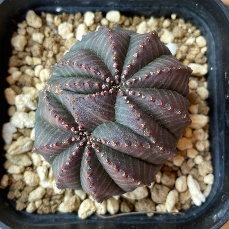 ユーフォルビア ホリダ 綴化 モンスト 寄せ植え