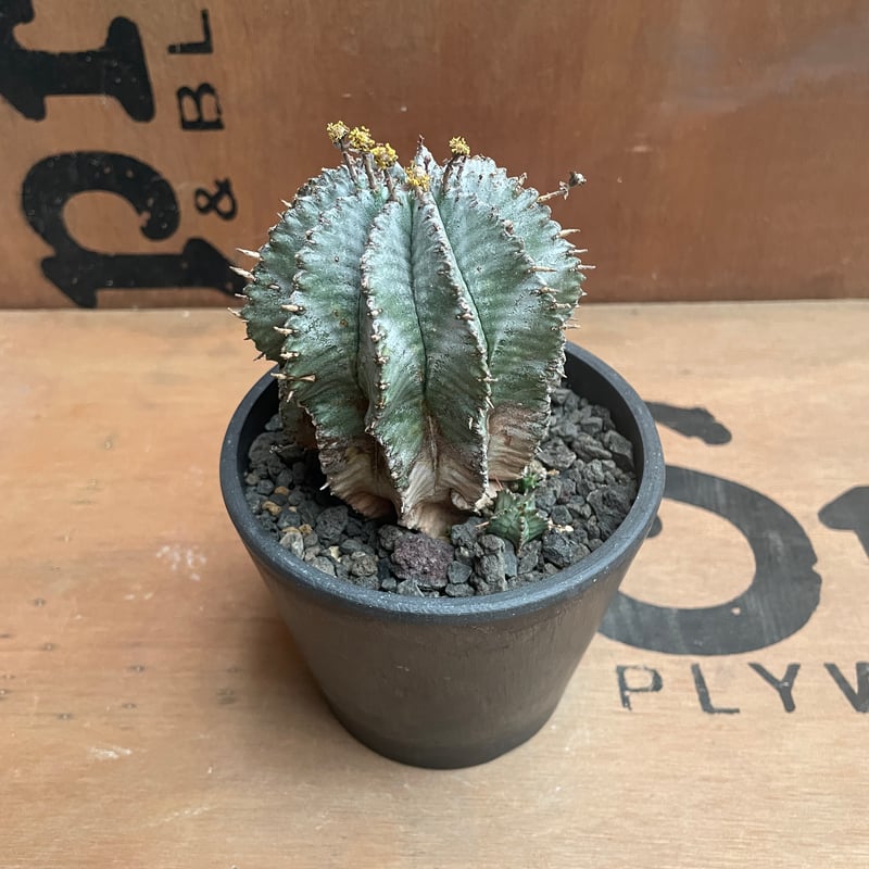 No.027 ユーフォルビア ホリダ / Euphorbia Horrida | NoBird