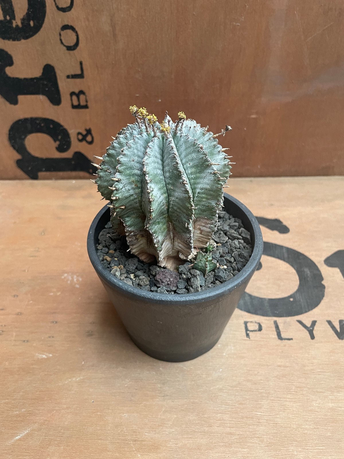 ユーフォルビア　ホリダ　RS202 ① ユーフォルビア ホリダ RS202 ① No.027 ユーフォルビア ホリダ