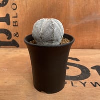 No.002 アストロフィツム ミリオスティグマ”恩塚鸞鳳玉” / Astrophytum myriostigma 発根済み株