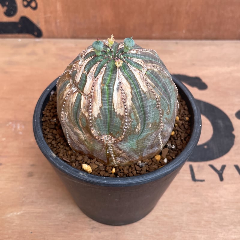 幅70mmユーフォルビア　オベサ　スター木質化　ヴィンテージ 幅70mmユーフォルビア オベサ スター木質化 ヴィンテージ 幅70mm