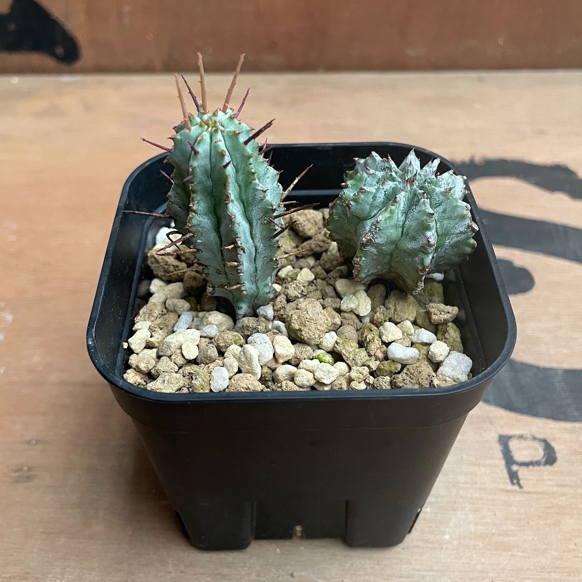 No.028 ユーフォルビア ホリダ / Euphorbia Horrida 子株×2 | N