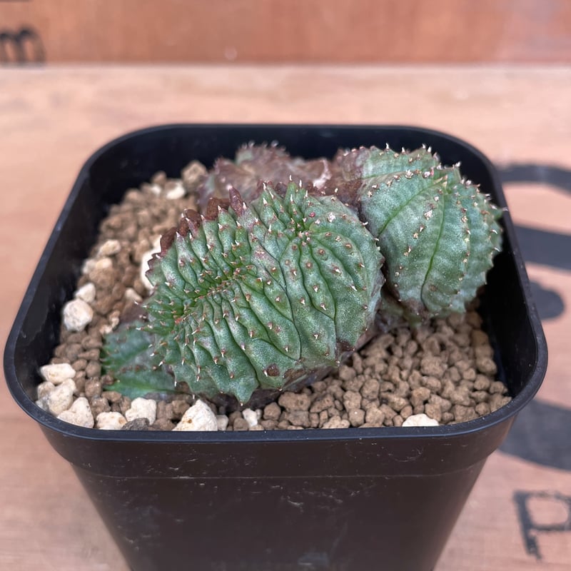 No.061 ユーフォルビア オベサ / Euphorbia Obesa モンスト 綴化 5.