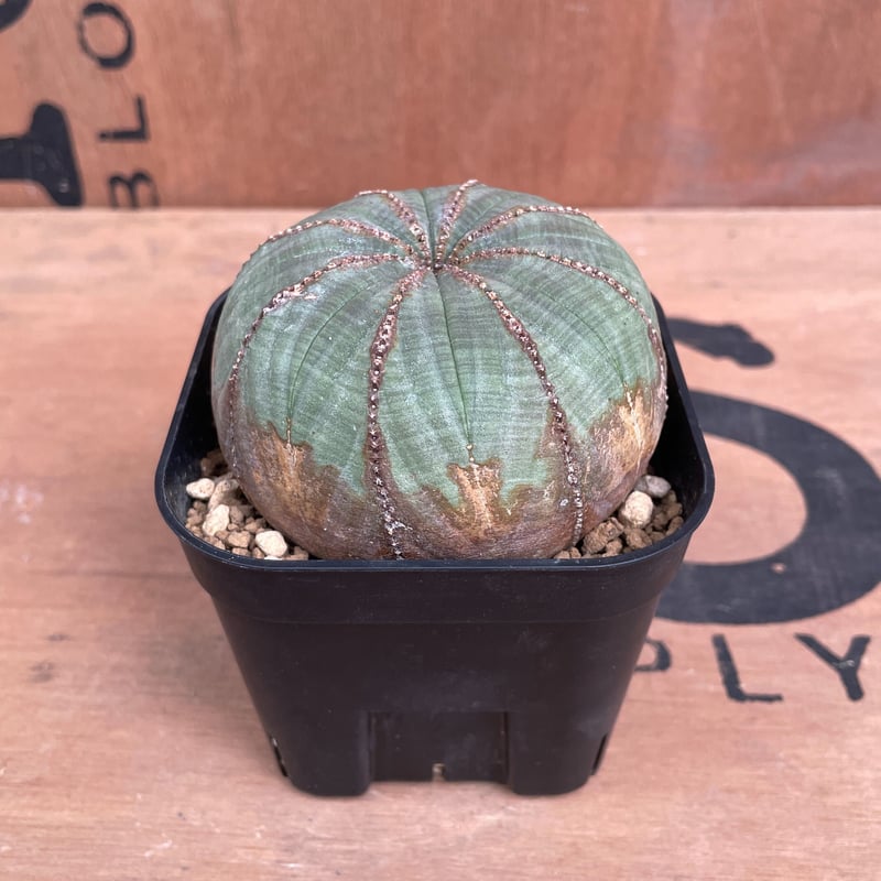 ユーフォルビア 扁平オベサ オス株 美株 3号プラ鉢 オス株 扁平 オベサ / ユーフォルビア | LIGHTHOUSE.PLANTS