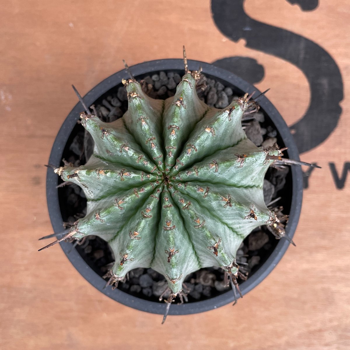 No.024 ユーフォルビア ホリダ / Euphorbia Horrida 