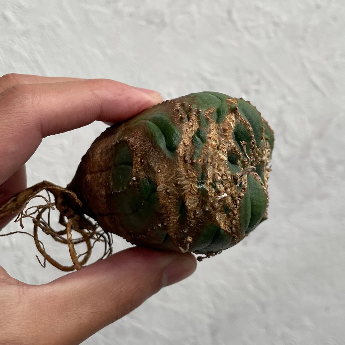 期間限定】ベアルート株#18 ユーフォルビアオベサ / Euphorbia Obesa