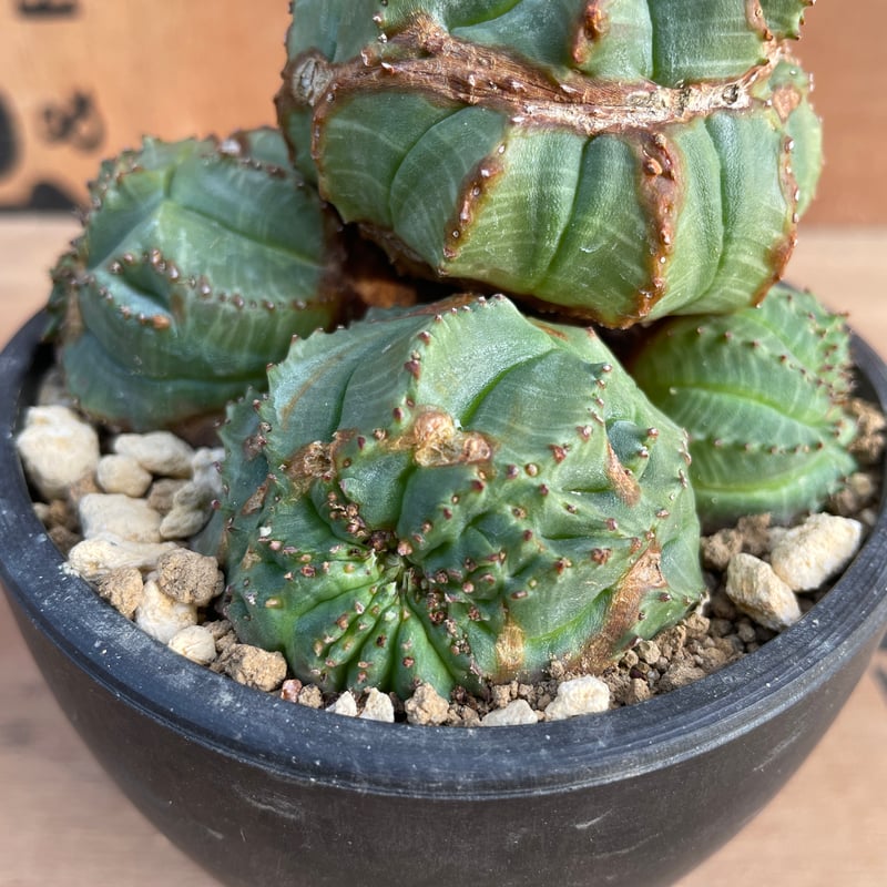 No.070 ユーフォルビア オベサ / Euphorbia Obesa モンスト 綴化 子吹