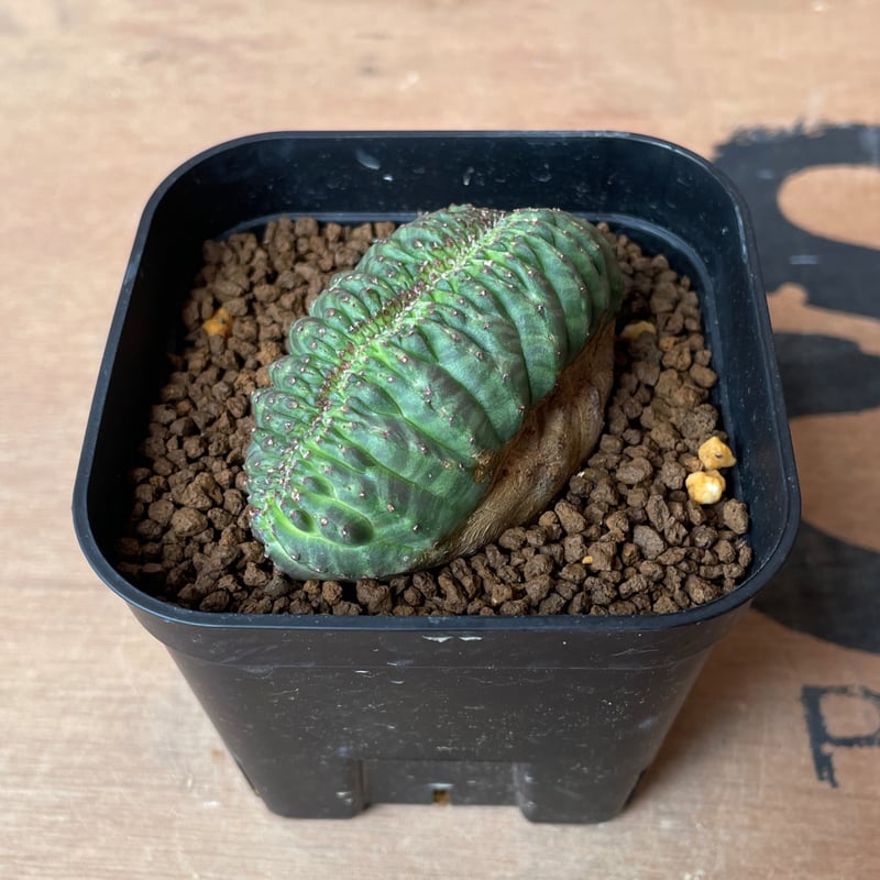 No.066 ユーフォルビア オベサ / Euphorbia Obesa モンスト 綴化 6