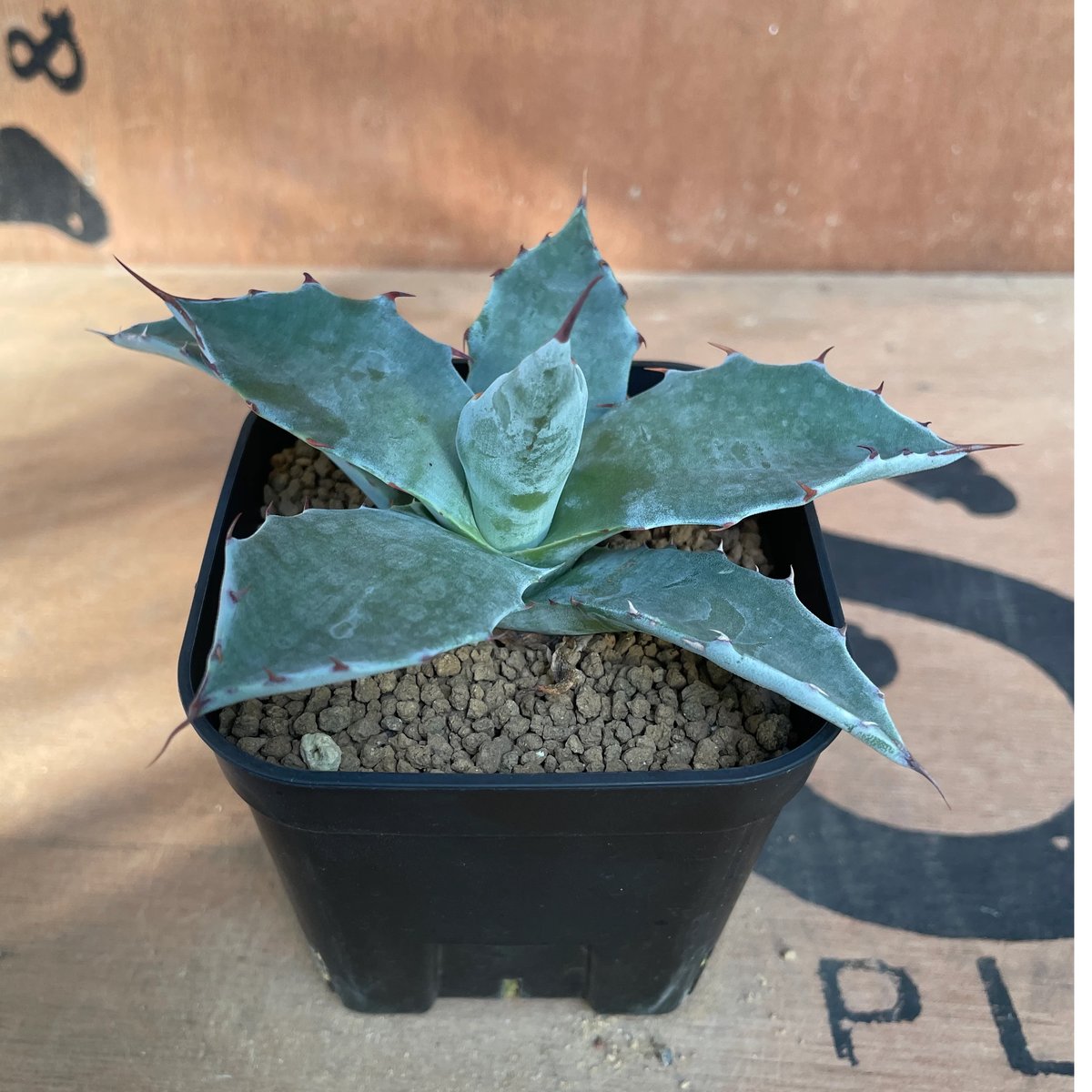 No.001 アガベ パラサナ ハイブリッド / Agave Parrasana Hybrid