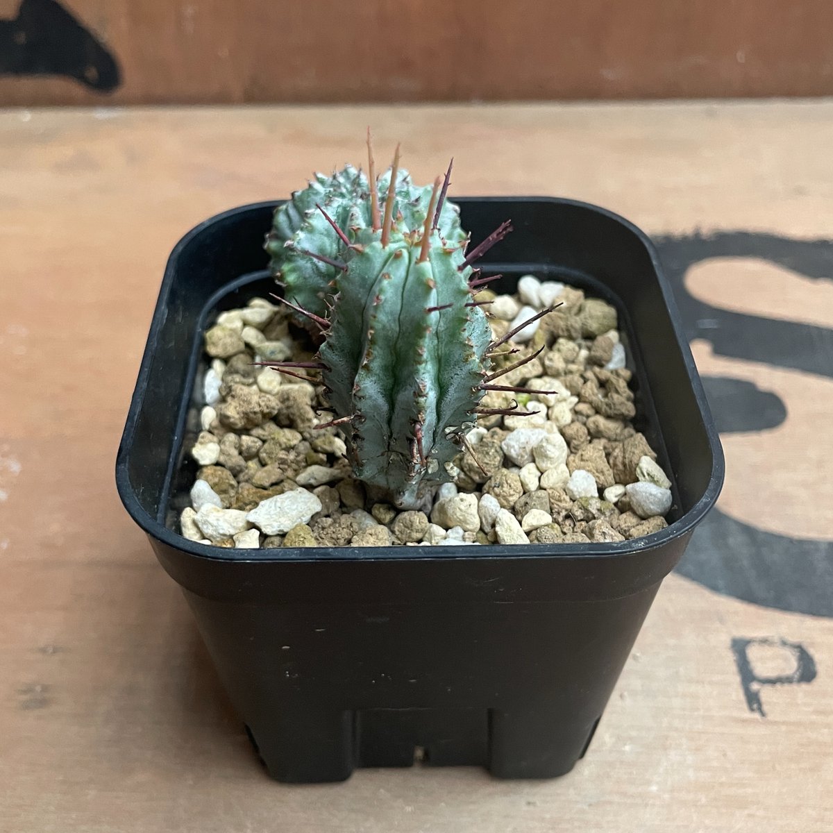 No.028 ユーフォルビア ホリダ / Euphorbia Horrida 子株×2 | N