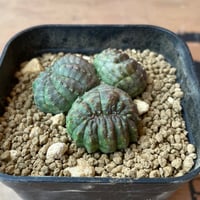 No.038 ユーフォルビア オベサ / Euphorbia Obesa 木質化 傷あり ♀