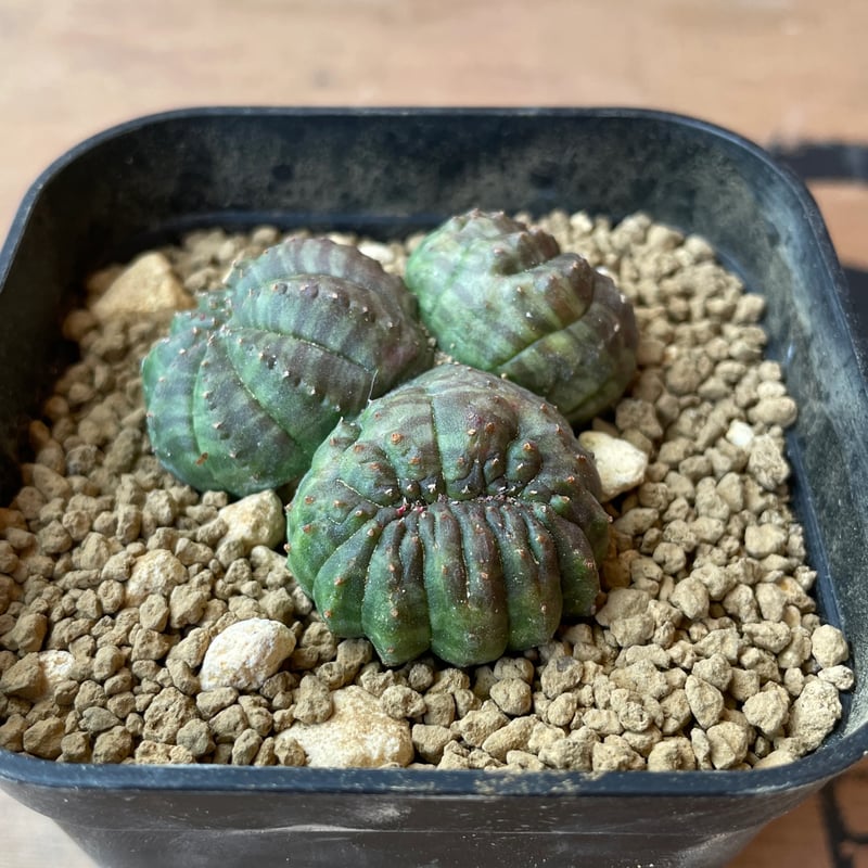 ユーフォルビア オベサ 実生モンスト 分頭 No.057 ユーフォルビア オベサ / Euphorbia Obesa 分頭モンスト 綴化