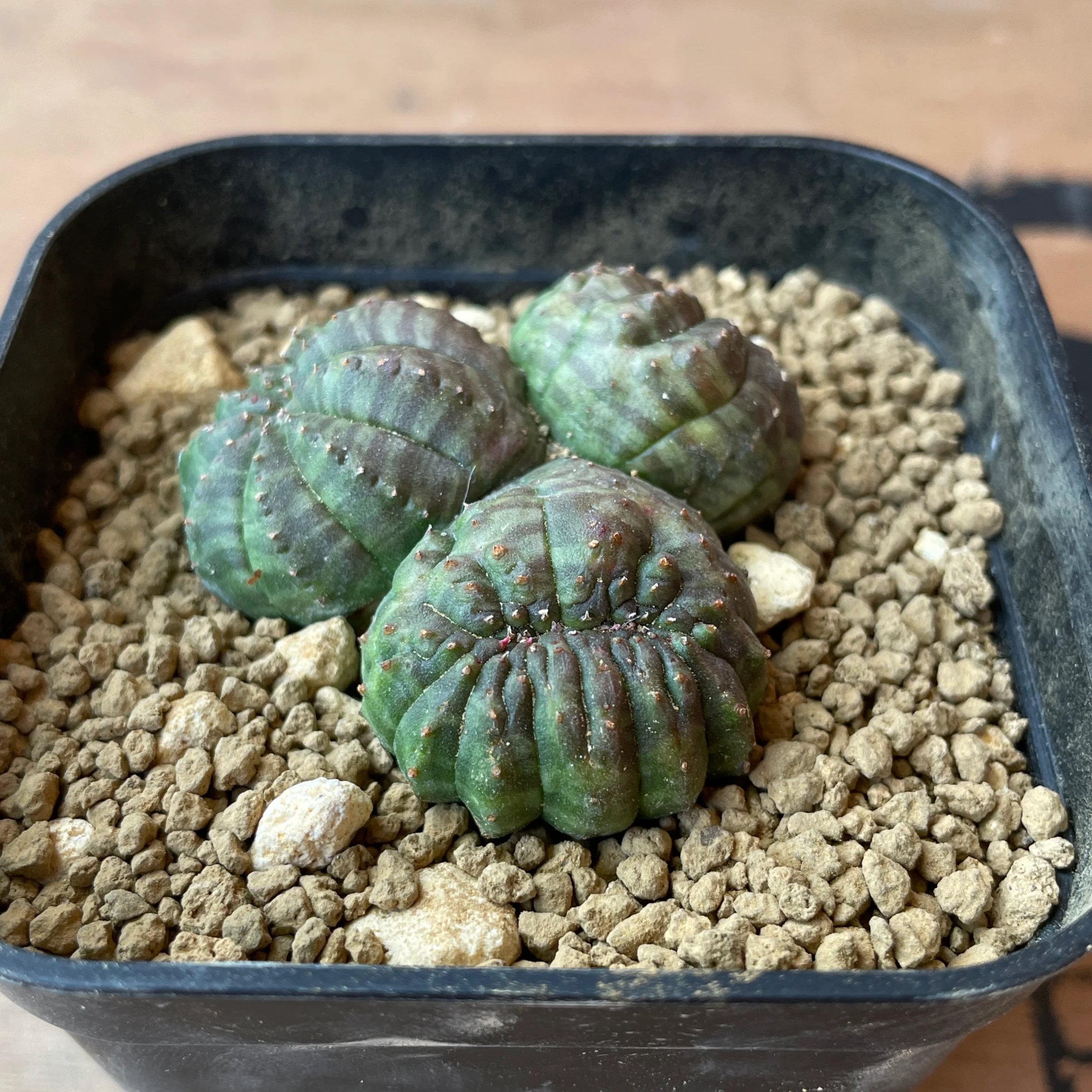 No.057 ユーフォルビア オベサ / Euphorbia Obesa 分頭モンスト 綴化
