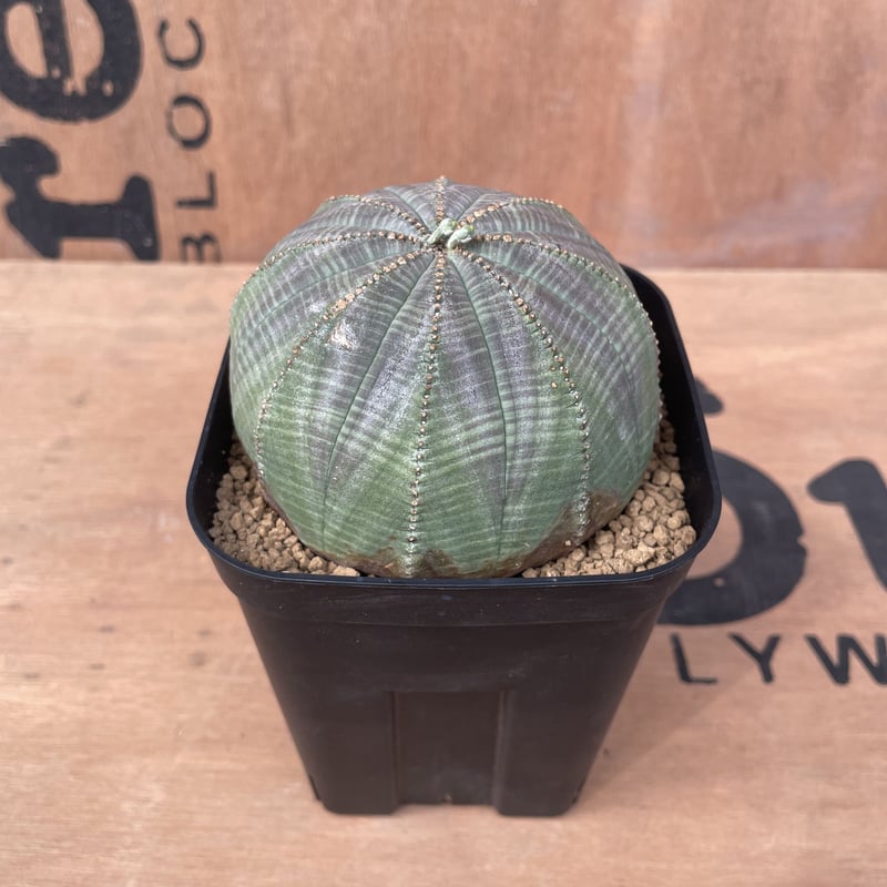 No.017 ユーフォルビア オベサ / Euphorbia Obesa 木質化 傷あり 扁平