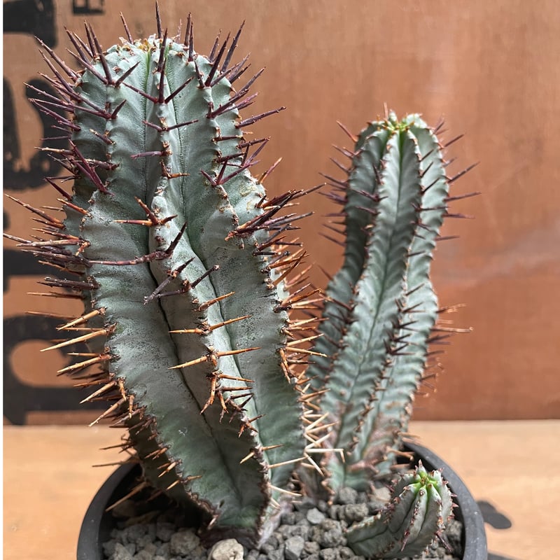 No.015 ユーフォルビア ホリダ / Euphorbia Horrida No.015 ユーフォルビア ホリダ / Euphorbia Horrida