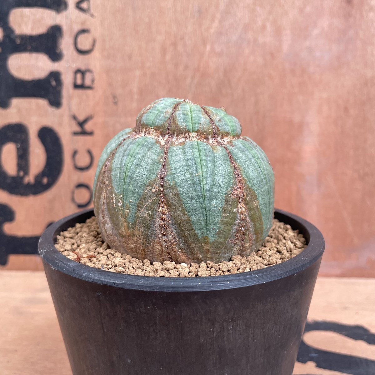 No.012 ユーフォルビア オベサ / Euphorbia Obesa 木質化 デベソ ♀