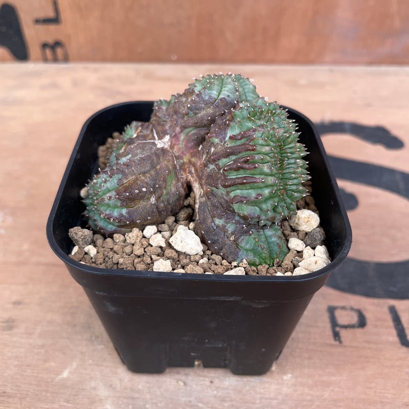 No.061 ユーフォルビア オベサ / Euphorbia Obesa モンスト 綴化 5.