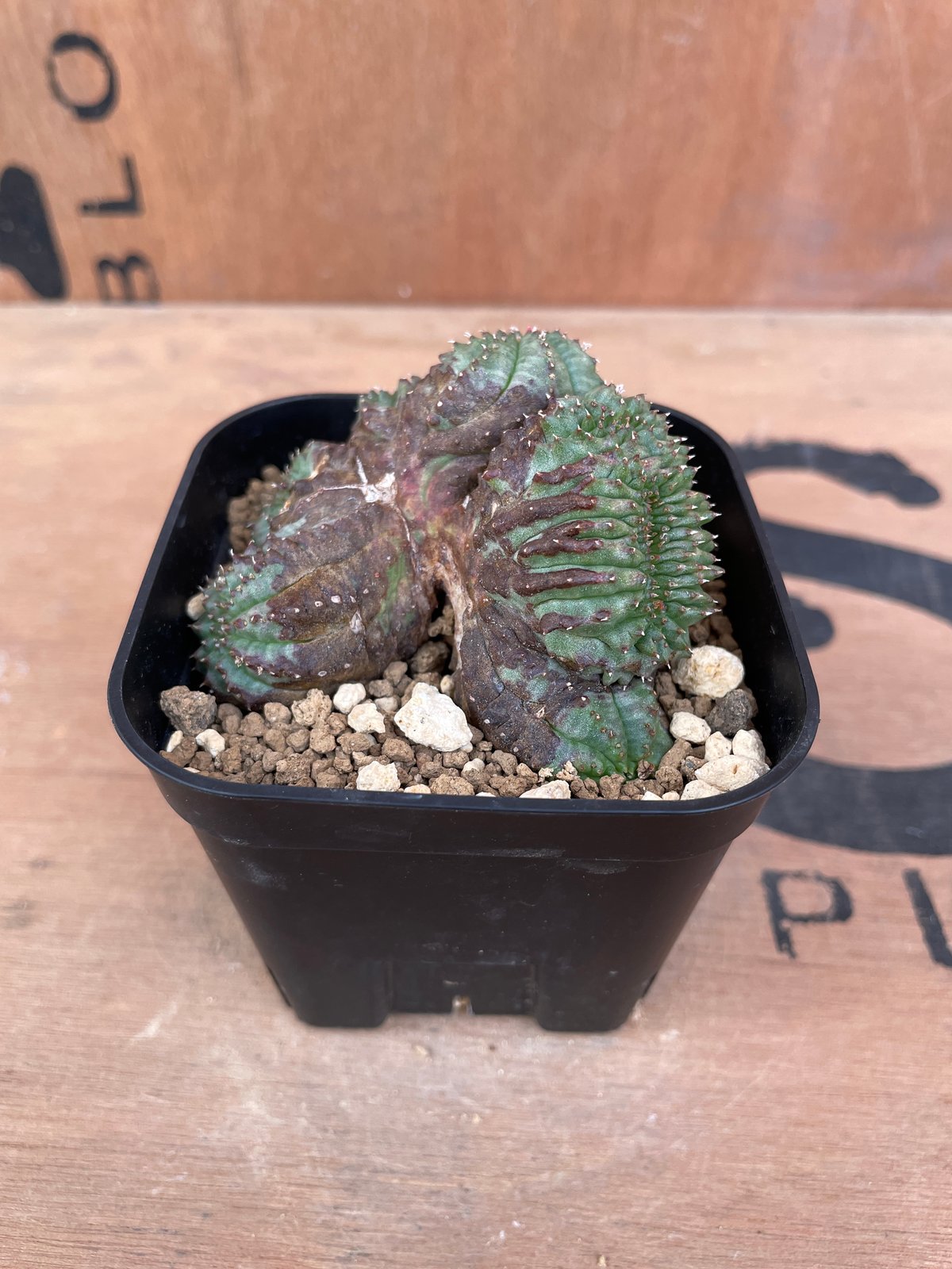 No.061 ユーフォルビア オベサ / Euphorbia Obesa モンスト 綴化 5.