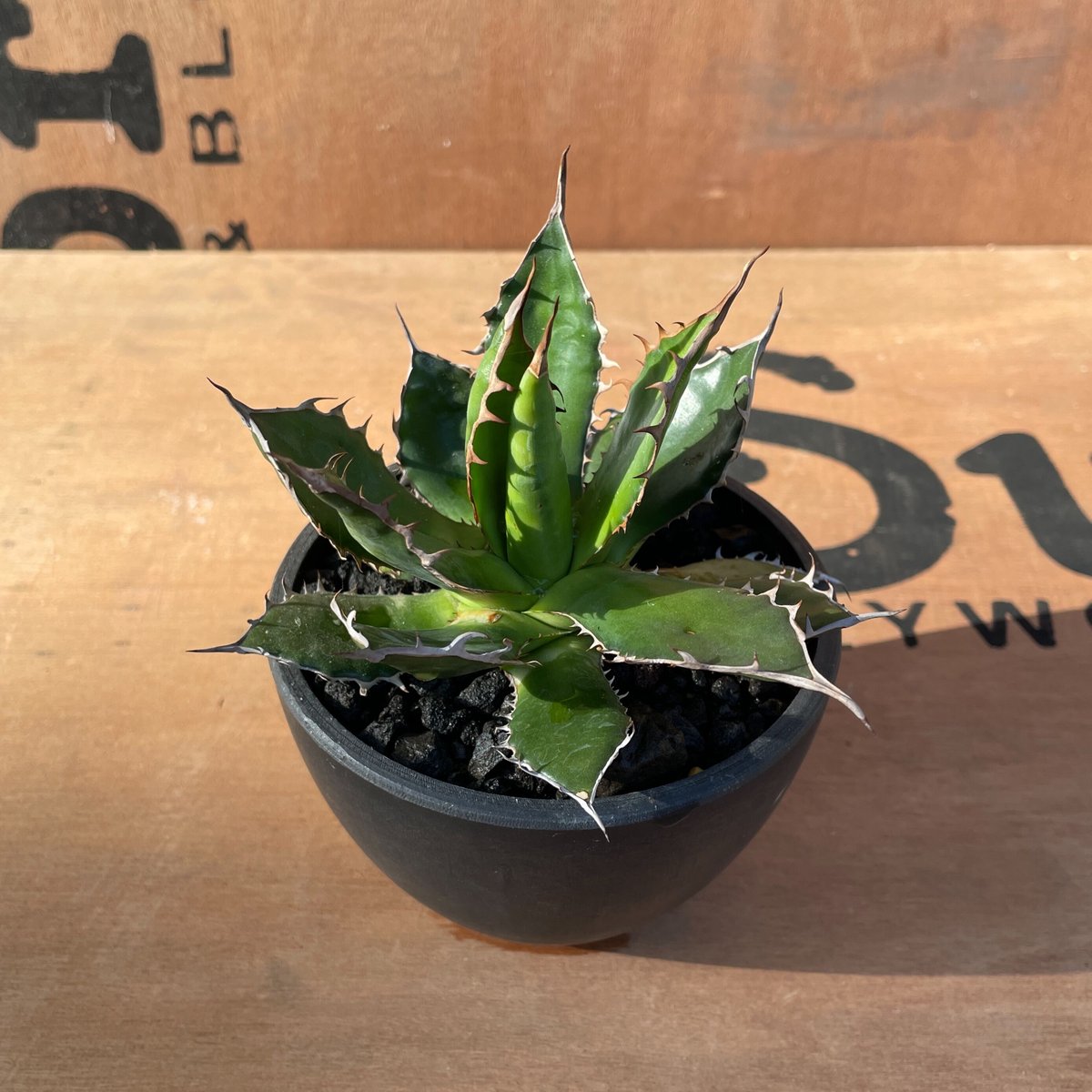 発根済み！アガベ　ホリダ　E No.003 アガベ ホリダ / Agave Horrida 発根済み株 | NoBird O