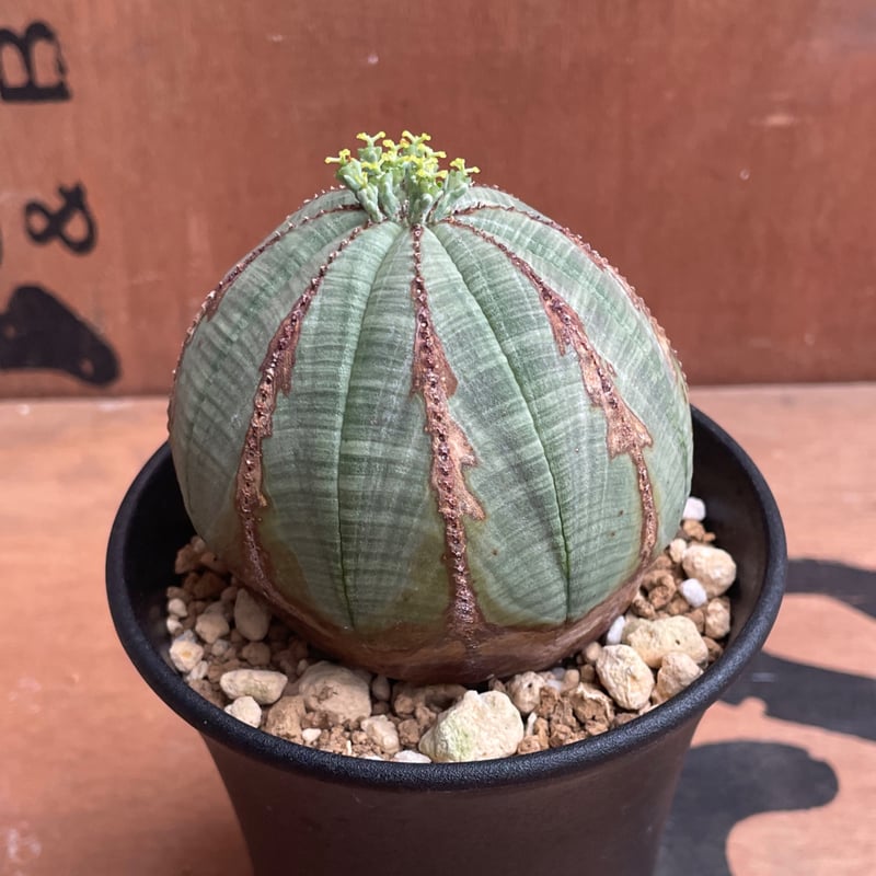 No.048 ユーフォルビア オベサ / Euphorbia Obesa Φ7.5 x 6.5