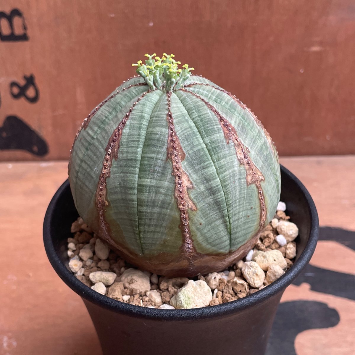 No.048 ユーフォルビア オベサ / Euphorbia Obesa Φ7.5 x 6.5