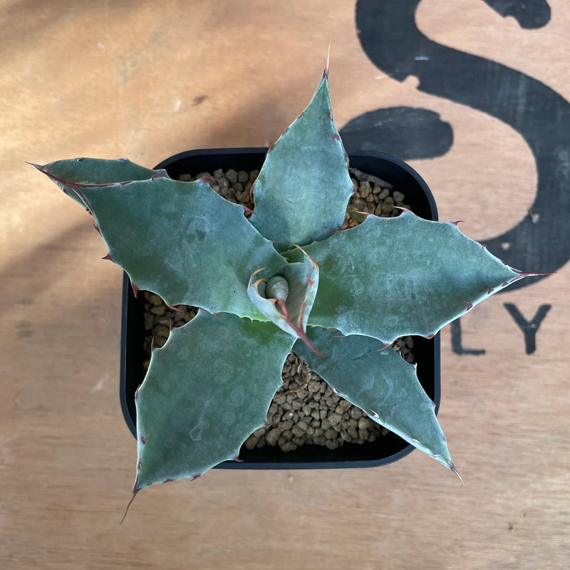No.001 アガベ パラサナ ハイブリッド / Agave Parrasana Hybrid